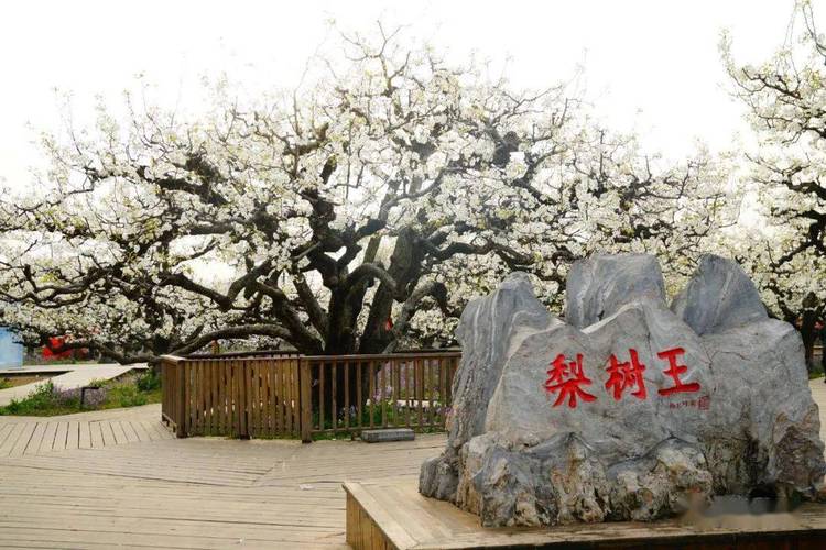 砀山旅游景点，下寨河有什么绿化树类植物。