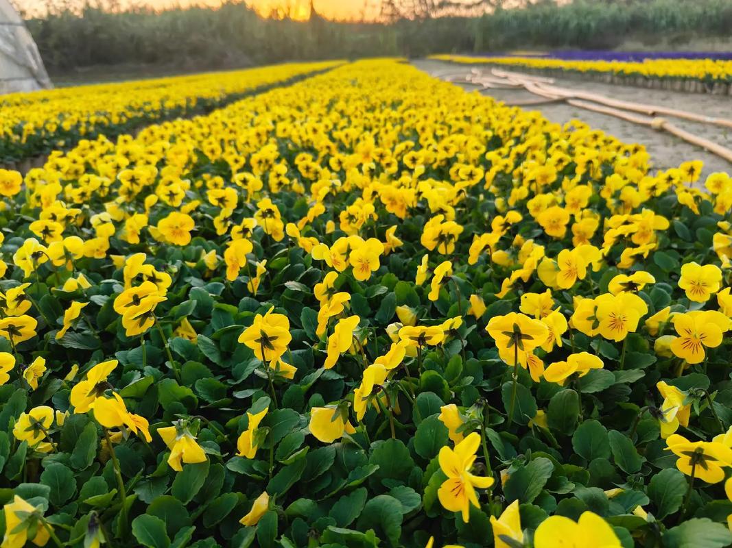 冬季南方适宜种什么花，冬季绿化类草花有哪些品种。