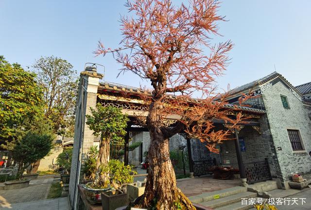岭南四大园林排名，广东公园常见绿化树类有哪些。