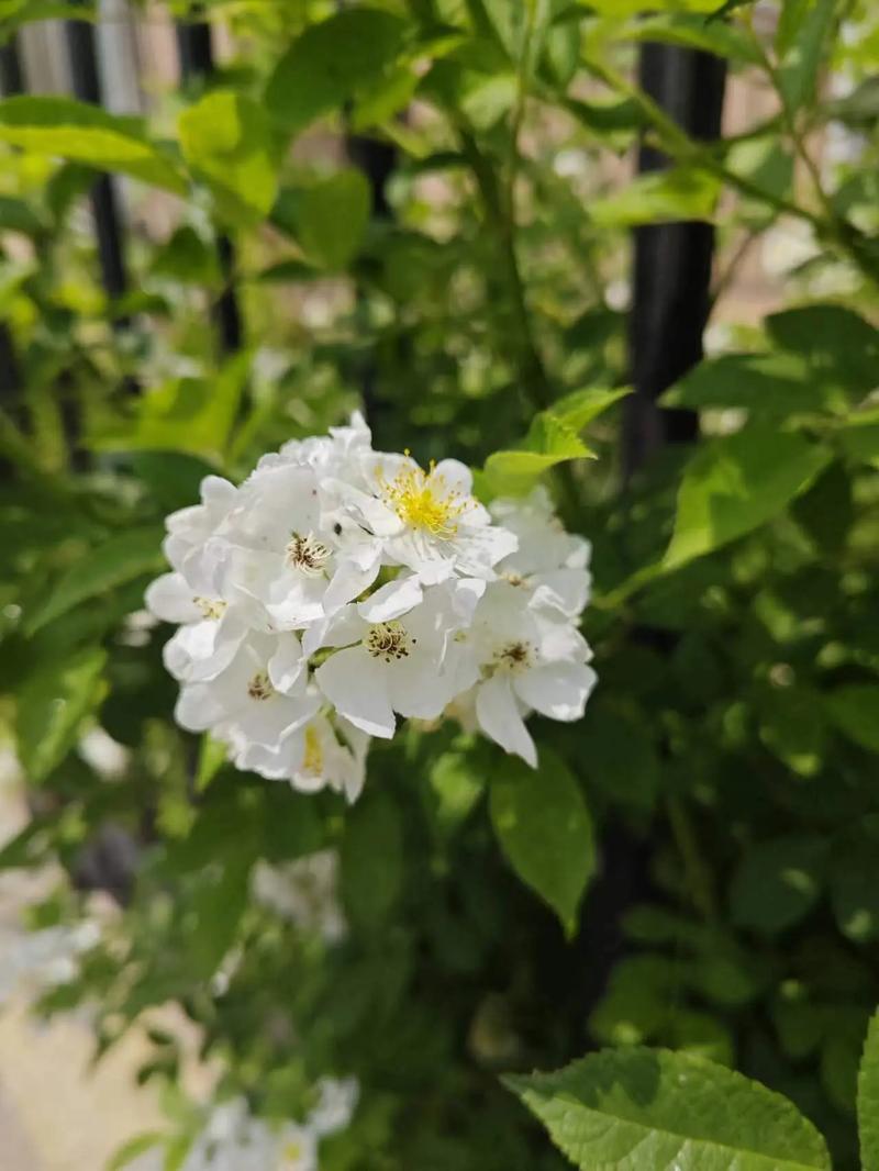 蔷薇是否属于灌木，绿化中哪些属于灌木类植物。