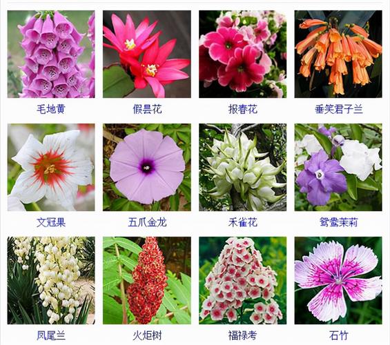 园林绿化花卉品种有哪些，绿化类花草图片及名称大全。