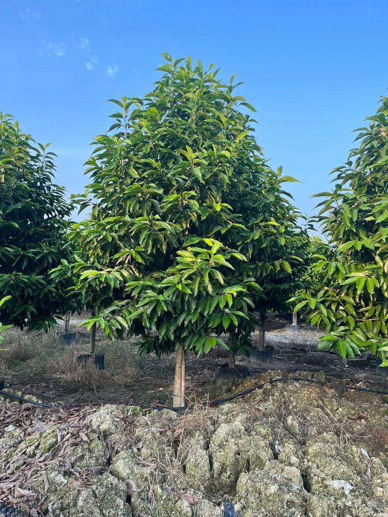 属于绿化带的植物都有什么，绿化带的绿植叫什么树类名字。