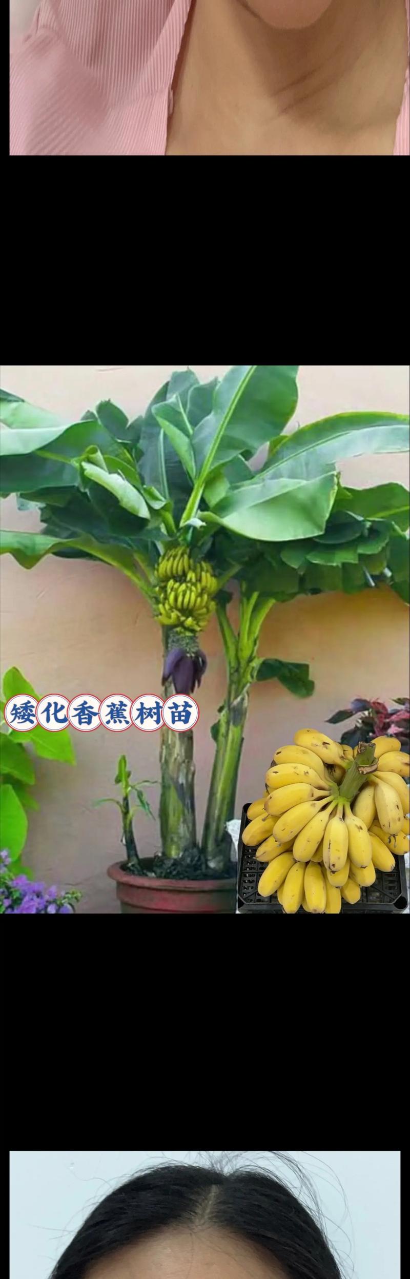 庭院怎么种植香蕉树，绿化种植香蕉类植物有哪些。