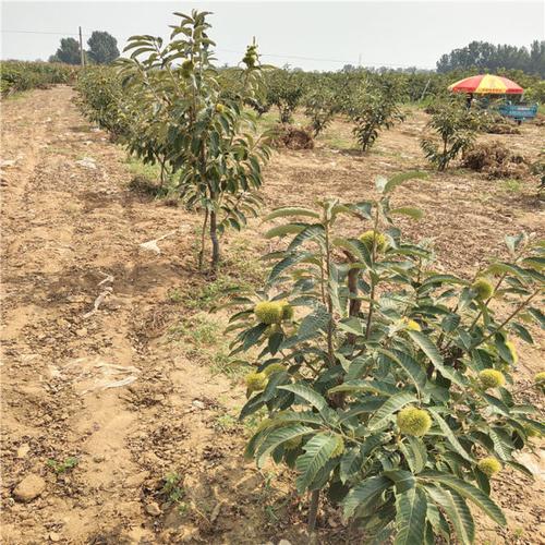 板栗种子种植时间和方法，绿化树板栗类种子有哪些。