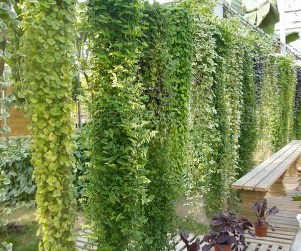 四季常青的藤本植物，垂直绿化类树木有哪些。