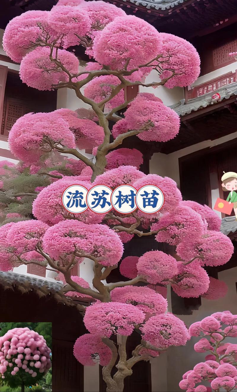 四月雪流苏树苗多大能开花，开花类绿化苗木有哪些。