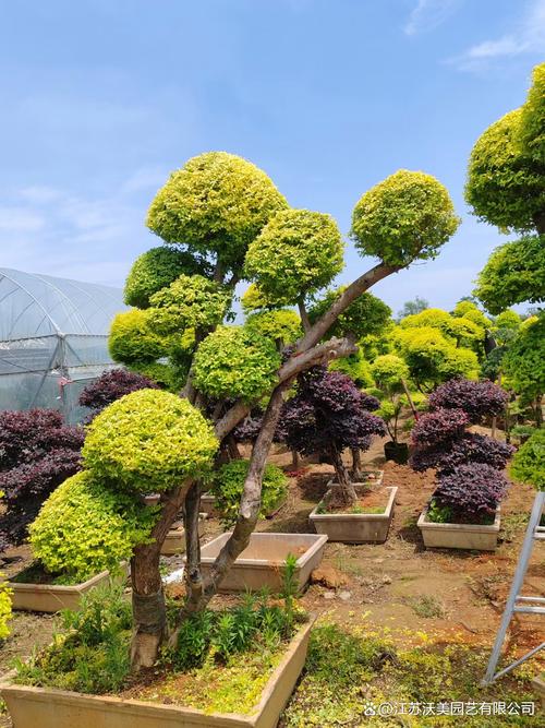 园林植物与观赏园艺专业考研要考哪些科目,绿化管理类考研时间表安排。 苗木百科 园林植物与观赏园艺专业考研要考哪些科目,绿化管理类考研时间表安排。 第2张 园林植物与观赏园艺专业考研要考哪些科目,绿化管理类考研时间表安排。 苗木百科
