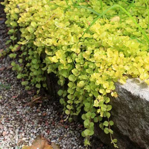 公路两边的绿植都有什么，什么是观根类绿化植物。