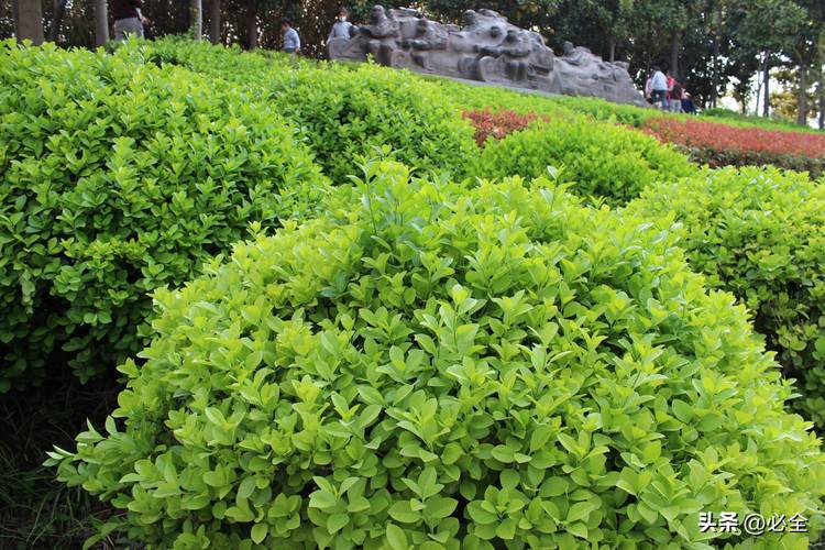 云南文山适合种植什么绿化，越南城市绿化树类排名表最新。