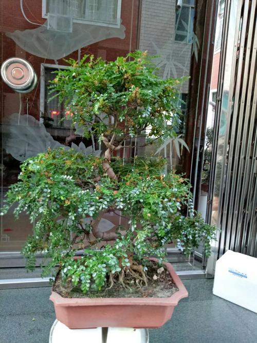 胡椒木冬季在室内阳台黄叶落叶怎么办，绿化土是指什么土类。