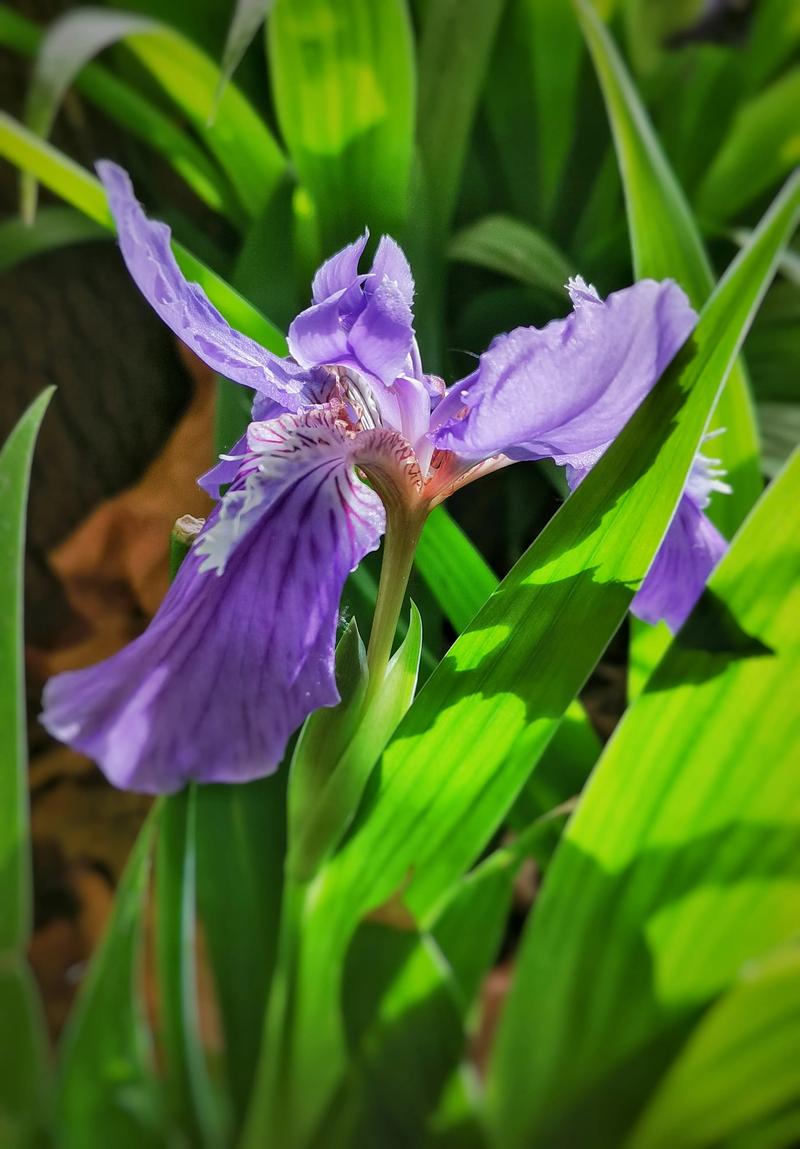 春天绿化带的开花植物，绿化带里常见的兰类图片大全。