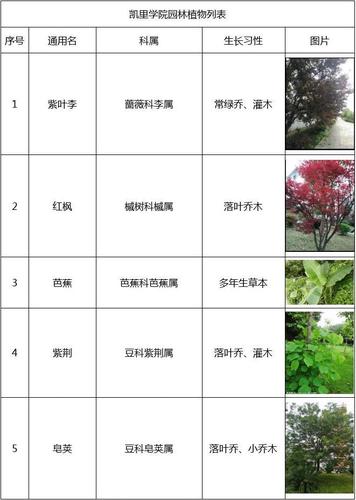 新小区绿化进场顺序，绿化型草花地被类植物有哪些。