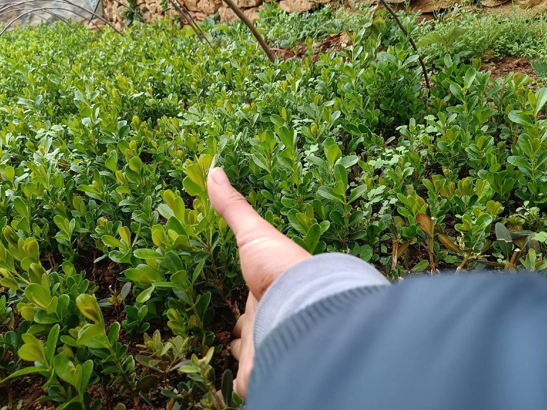 黄杨树有刺吗,黄杨是绿化带还是灌木类植物。 病虫防治 黄杨树有刺吗,黄杨是绿化带还是灌木类植物。 第2张 黄杨树有刺吗,黄杨是绿化带还是灌木类植物。 病虫防治