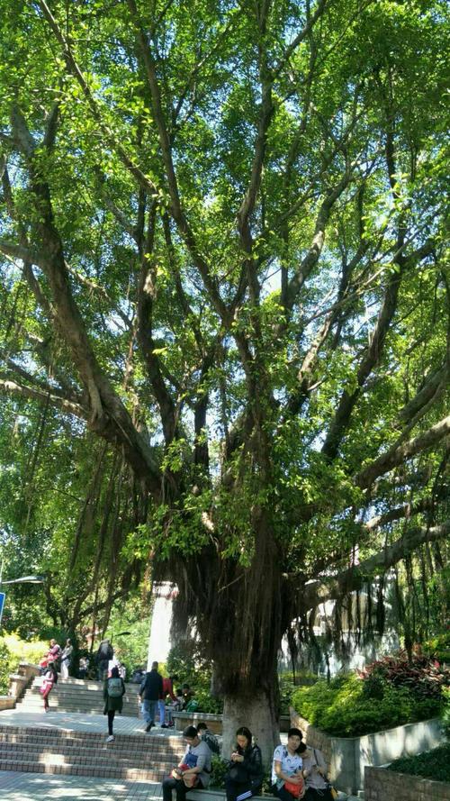 广州路边一种长满胡须的树是什么树，广州都种哪些绿化树类植物。