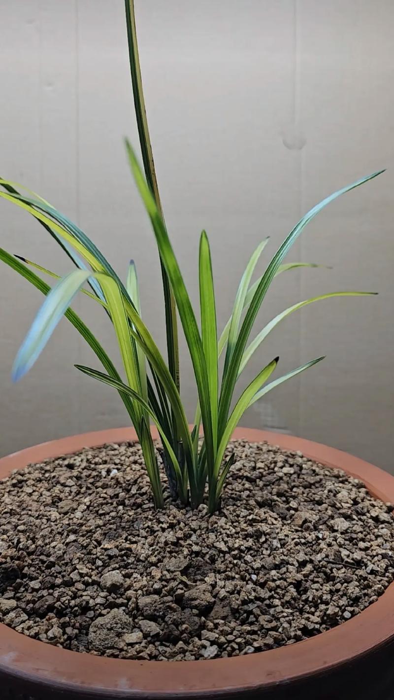 小区绿化类似兰花的植物，城市绿化兰花。