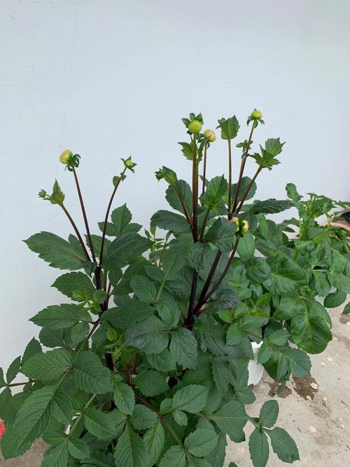 大丽花的种植方法是什么，大理城市绿化有哪些树类名称。