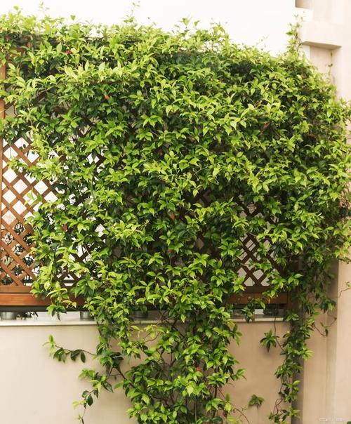 爬藤类植物有哪些，藤类绿化植物图片大全大图。
