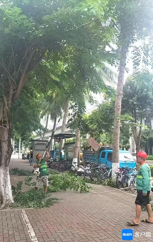 绿化树木如何挂在网络上卖，城市绿化树类的销售技巧有哪些。  第2张 绿化树木如何挂在网络上卖，城市绿化树类的销售技巧有哪些。 花木行情