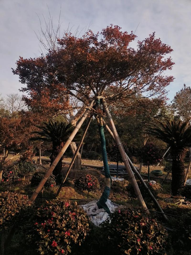 院子种植什么植物最好，一般小区绿化有什么树类吗。