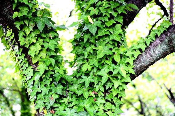 有没有一种藤类植物一年四季不死还带香味的，常见绿化藤类植物图片大全。
