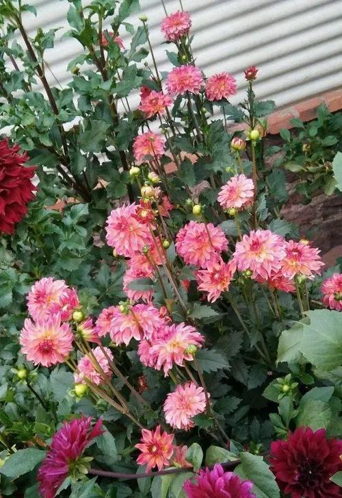 北方的绿化带种什么，北方绿化带常见花类有哪些。