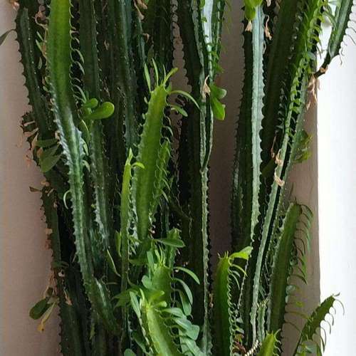 哪些带刺的植物适合庭院种植，遮挡类绿化植物图片大全大图。