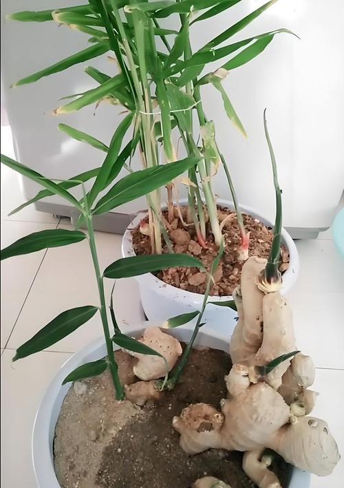 黄姜的种植方法，黄江工程类园林绿化绿植有哪些。