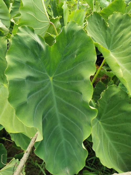 芋头长什么样叶子，芋类绿化植物图片大全大图。
