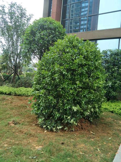 定植什么绿化树有前景,小区绿化带里是什么树类的。 种植技术 定植什么绿化树有前景,小区绿化带里是什么树类的。 第2张 定植什么绿化树有前景,小区绿化带里是什么树类的。 种植技术