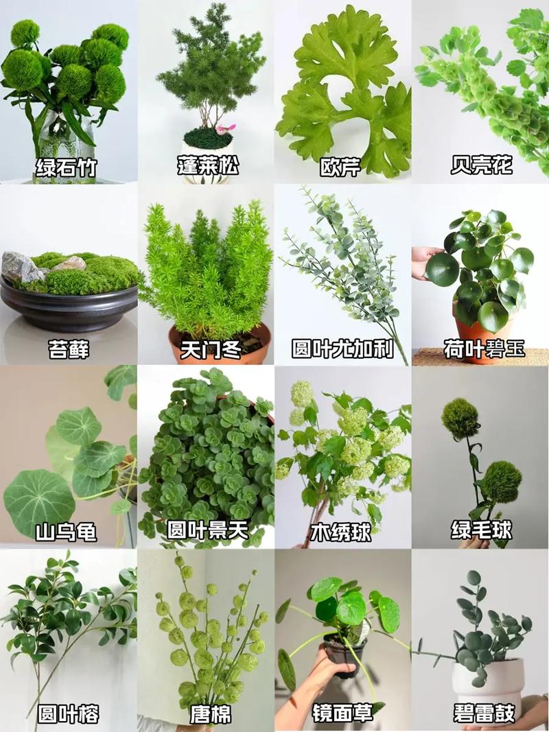 什么叫植物?植物的共同特征是什么,绿化植物包括哪些。 病虫防治 什么叫植物?植物的共同特征是什么,绿化植物包括哪些。 第2张 什么叫植物?植物的共同特征是什么,绿化植物包括哪些。 病虫防治