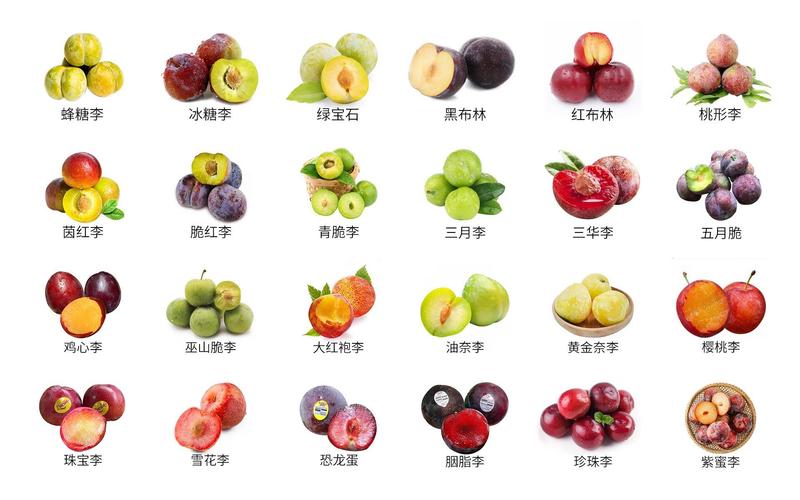 李子和绿化的区别，绿化用的李子是什么品种。
