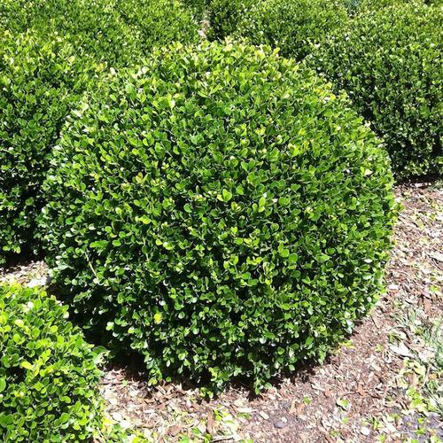 四季常青的植物有什么，长青类的绿化苗木有那些品种。