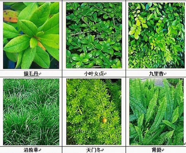 绿化带一般用什么植物,绿化带算什么地类植物。 绿化类 绿化带一般用什么植物,绿化带算什么地类植物。 第2张 绿化带一般用什么植物,绿化带算什么地类植物。 绿化类