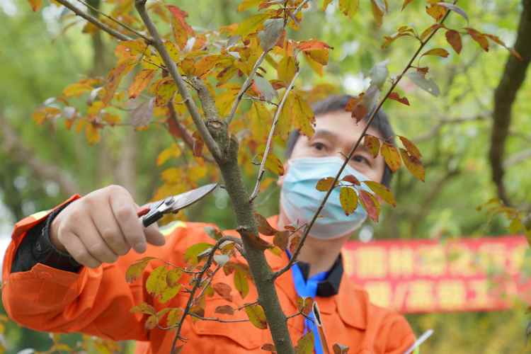 绿化的民工属于什么工种，绿化工人属哪类职业类别。