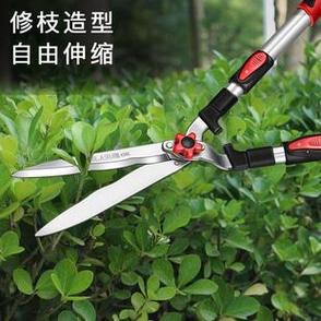 松柏树的修剪方法，绿化专用剪刀。
