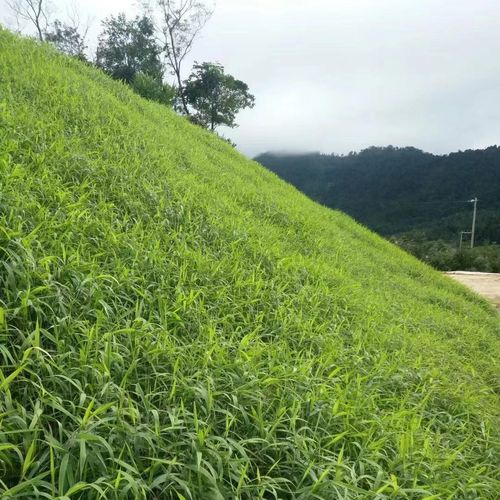 边坡绿化一般都有哪些植物，农村绿化适合种什么苗类植物。