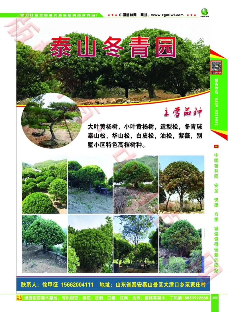 大叶冬青和绿化带的区别，绿化带冬青是哪一类树种。