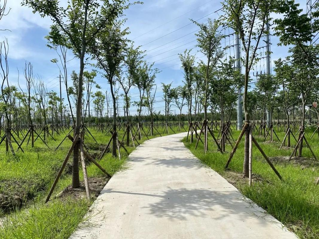 公路两边的绿化属于公益林吗，道路算不算绿化类别。