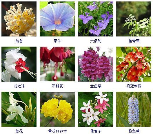 春天开花的植物有哪些，开花类绿化树木有哪些种类。