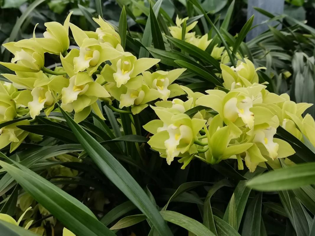 蕙兰的主要特征是哪些，兰花类绿化植物的特点是什么。