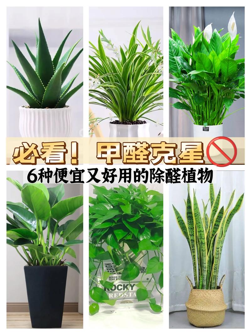 2020除甲醛十大排名绿植，城市绿化类植物排名前十。