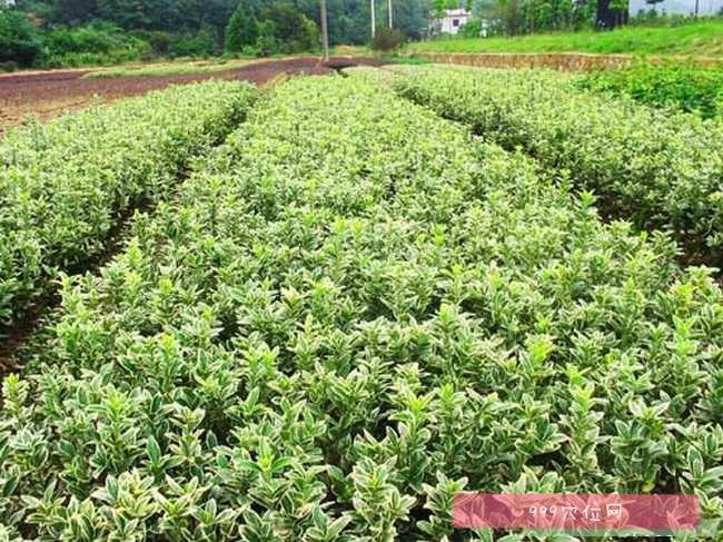 什么树四季披绿装，覆盖类绿化植物有哪些种类。