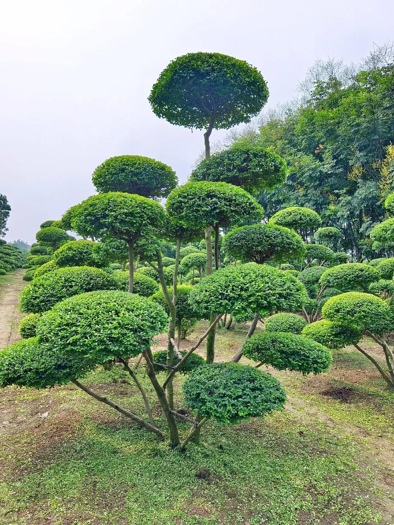 可以进行植物造型的植物，小区绿化有那些树类。