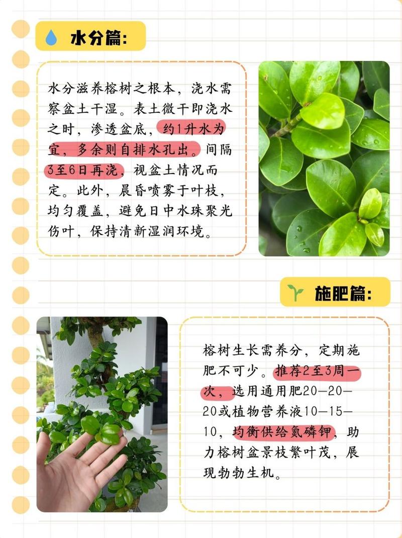 榕树的养殖方法和注意事项是什么，绿化苗木榕树类型有哪些。