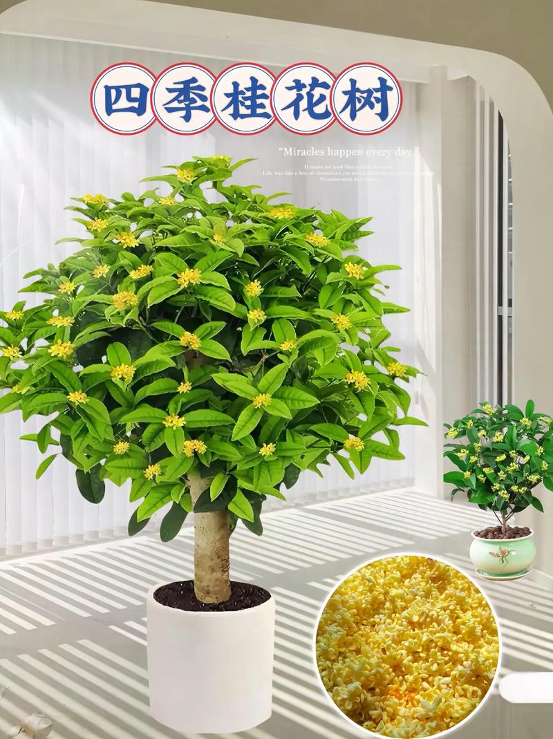 四季常青的树有哪些，常青类绿化苗木有哪些。