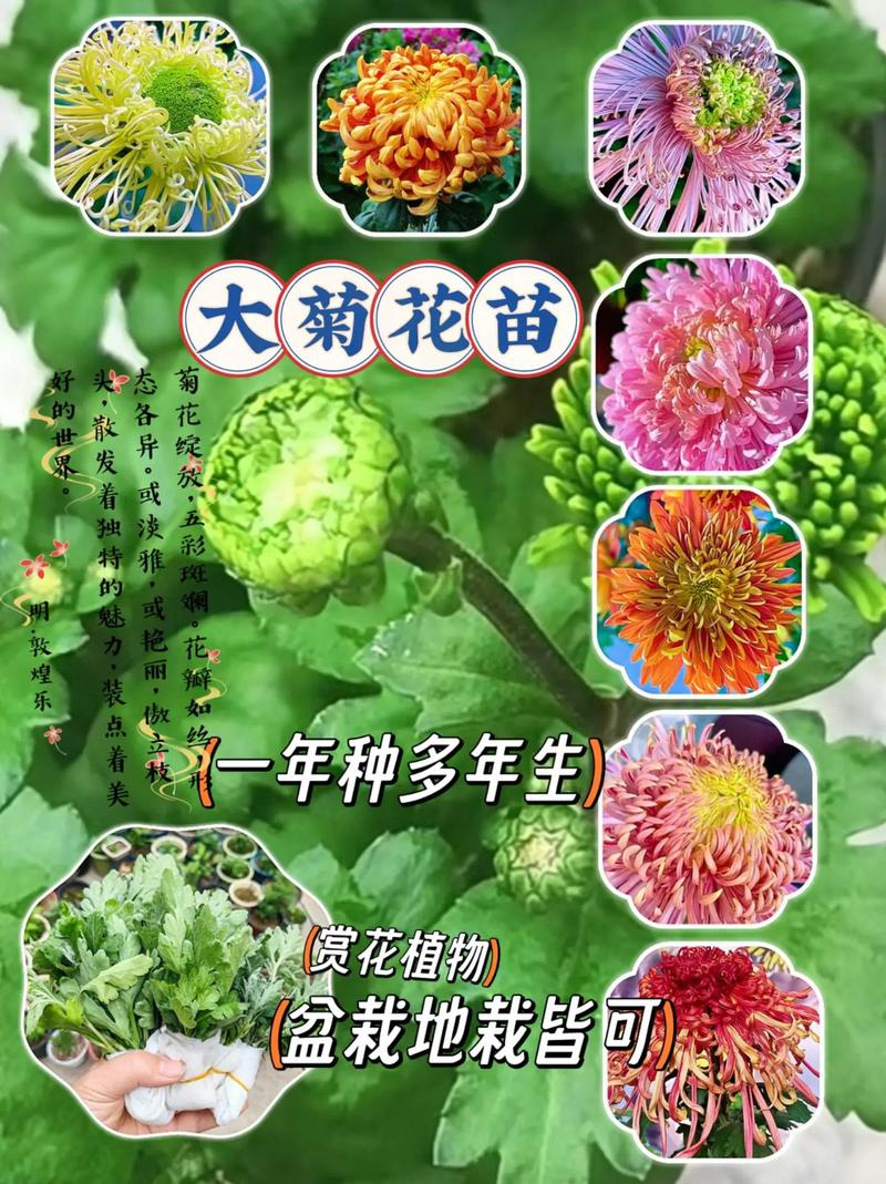 菊花的香味、形状和用途分别是什么，绿化用的菊花有哪些。