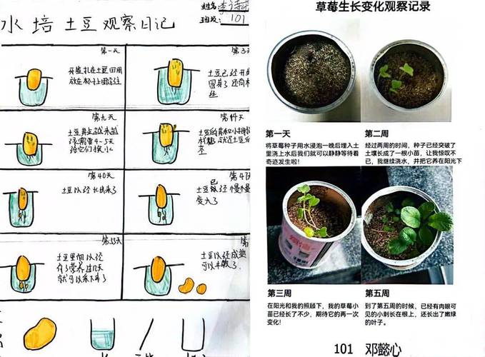 如何正确种植树苗，绿化二级。