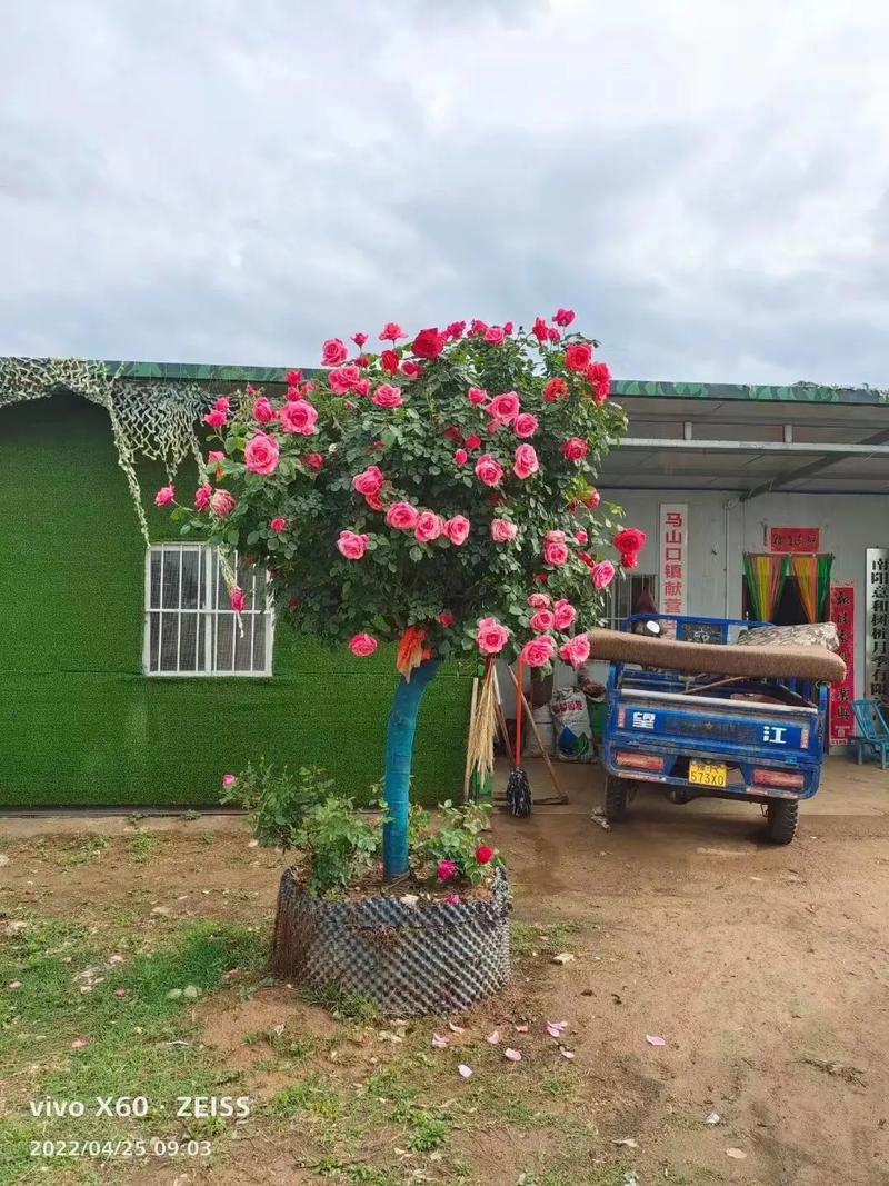 丛生月季花十大品种，绿化丛生类都是什么树种的。