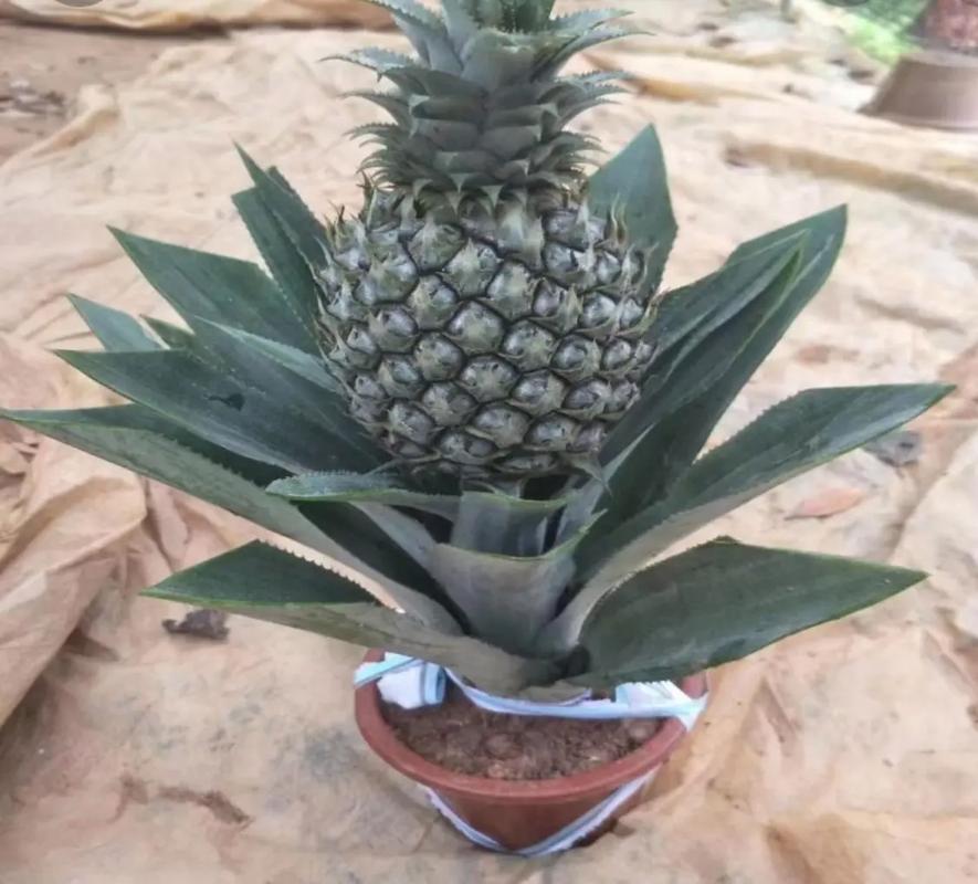 绿化带里的菠萝可以吃吗，绿化带能否种植果树苗类植物。
