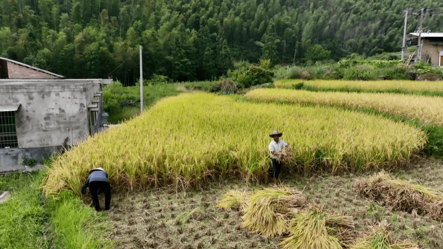 水田种树国家管吗，稻田是不是绿化树类植物呢。